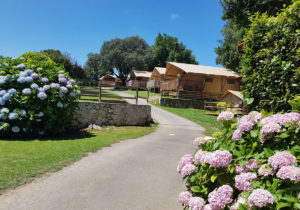 Glamping tienda safari